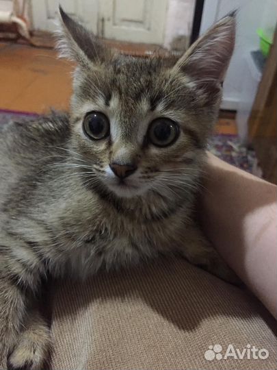 Отдам в добрые руки