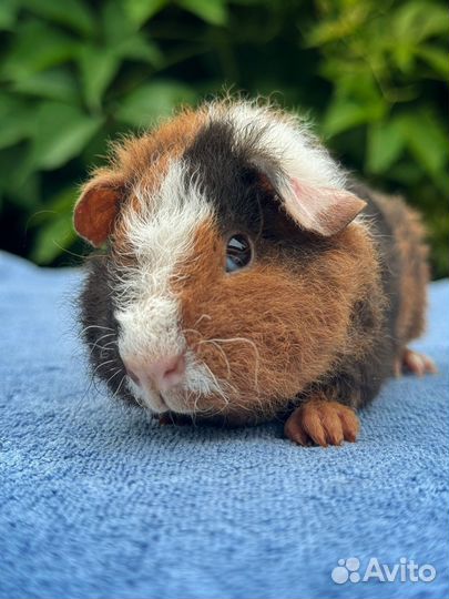 Морские свинки