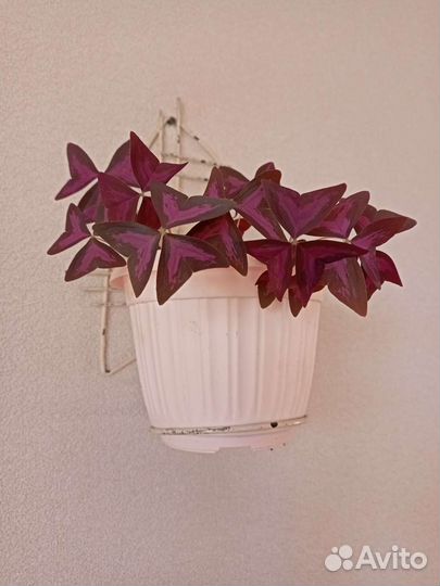 Кашпо для цветов настенное