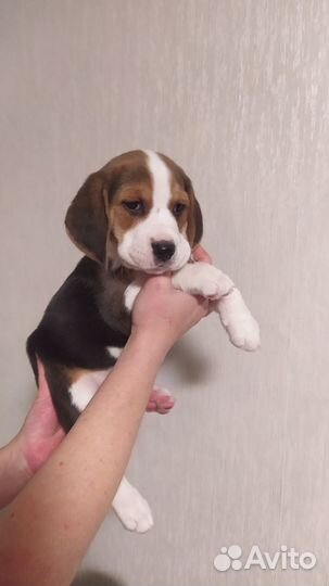 Щенки Бигль