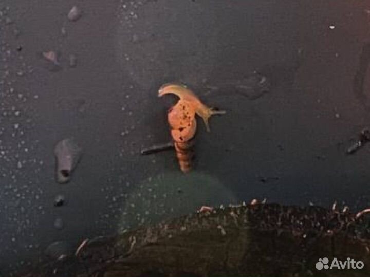 Субулина октона. Караколус альбино и блек шелл