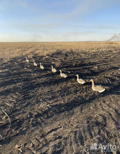 Профиля гуся гуменник,10 штук