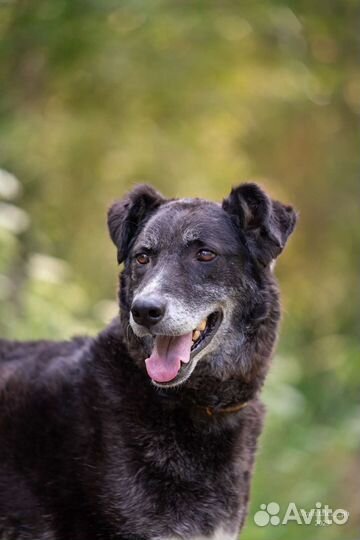 Собака компаньон в добрые руки