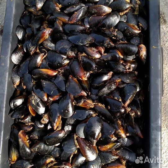 Мидии Устрицы