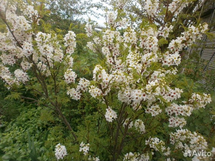 Чекалкин орех -семена