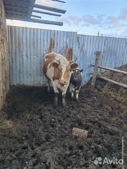 Корова дойная с теленком