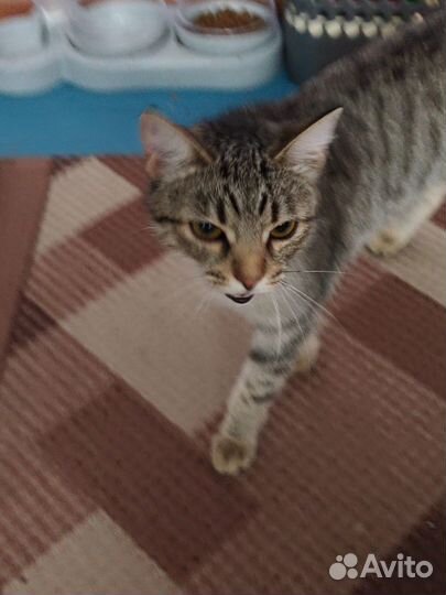 Отдам бесплатно