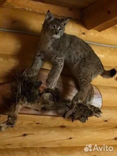 Чучела животных имитация