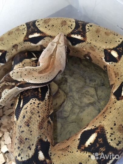 Императорский удав (змея)