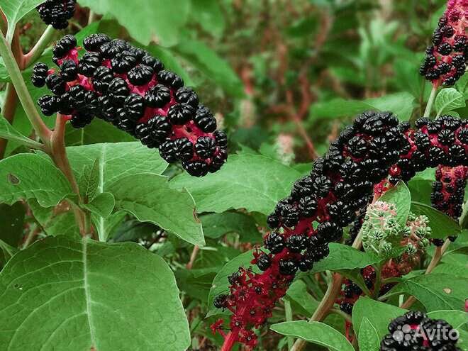 Снежноягодник саженец/ Лаконос