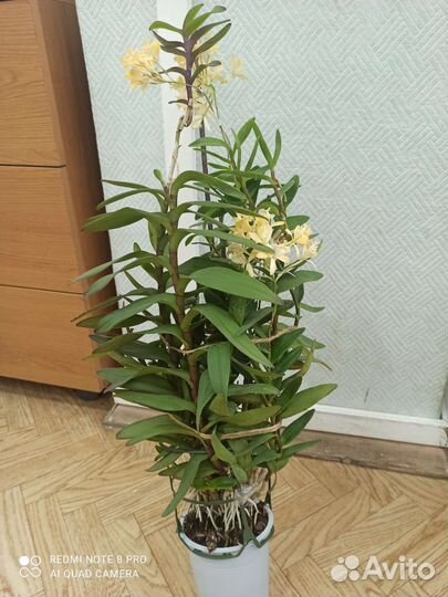 Орхидея дендробиум