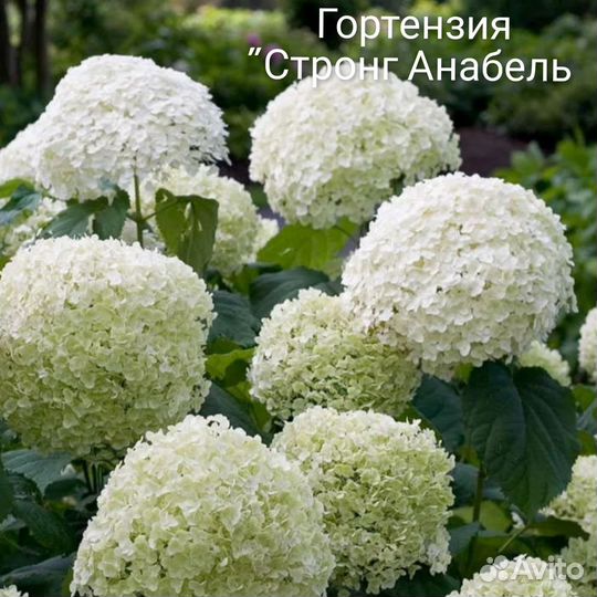 Саженцы гортензии, клематиса, барбариса, ивы