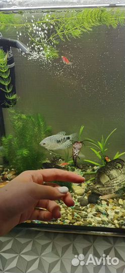 Аквариум 60л Пустой