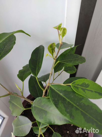 Фикус бенджамина Реджинальд