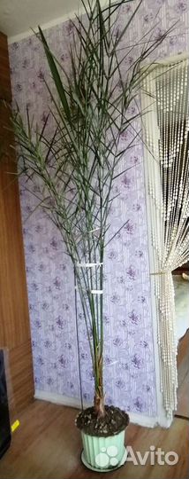 Пальма Финиковая