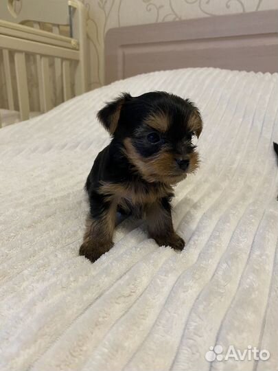Йоркширский терьер мини