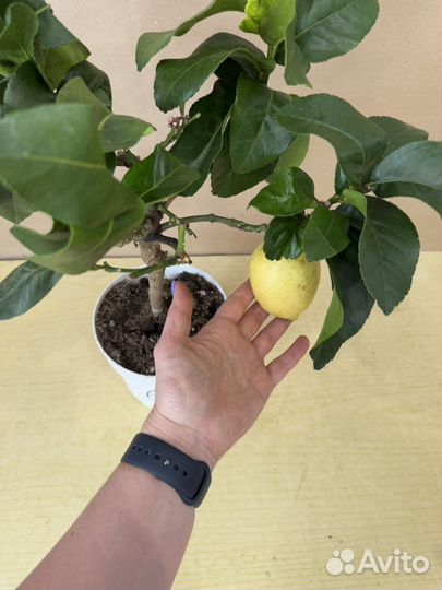 Лимонное дерево с плодами