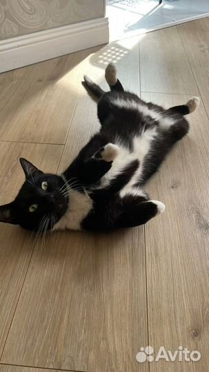 Черный котенок бесплатно