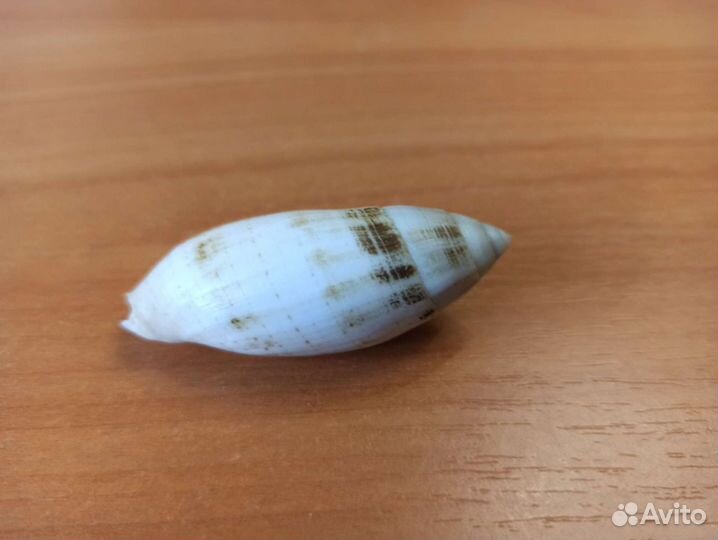 Морская раковина