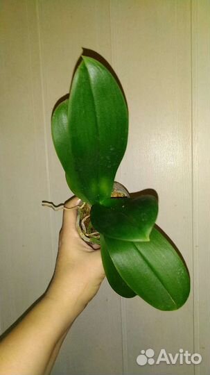 Орхидея Ching Ann Diamond пелорик