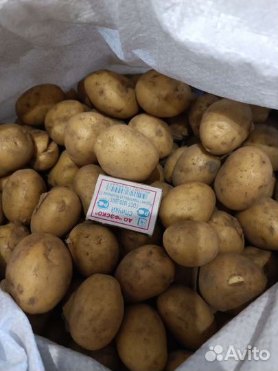 Продам картофель