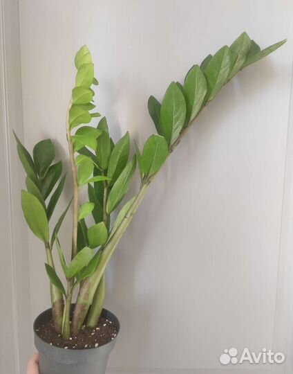 Фиалка замик фикус клузия филодендрон антуриум