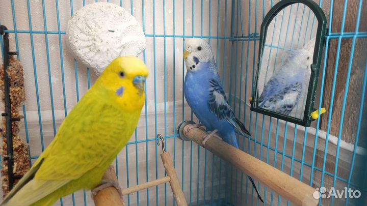 Попугай волнистые мальчик и девочка