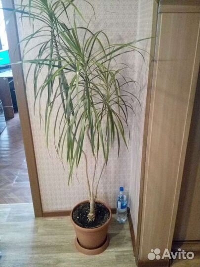 Комнатные цветы драцена