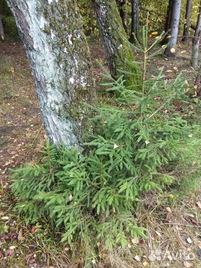 Ель, сосна саженцы