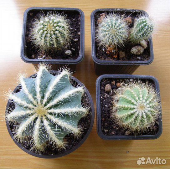 Толстянки и кактусы