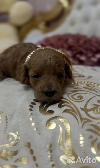 Той-пудель девочки (mini) с документами РКФ