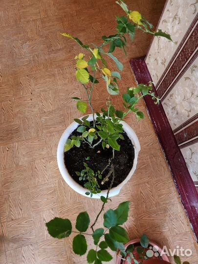 Комнатные растения. Цветы. Роза