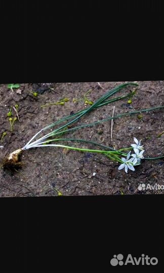 Фиалка белая садовая, птицемлечник