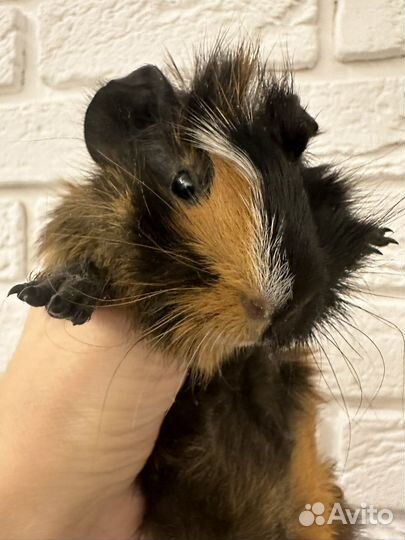 Морские свинки парой