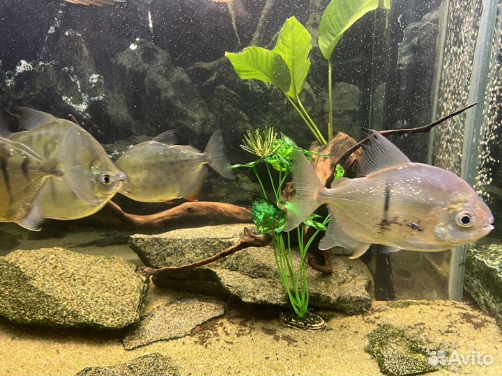 Продам метинесов и милеуса