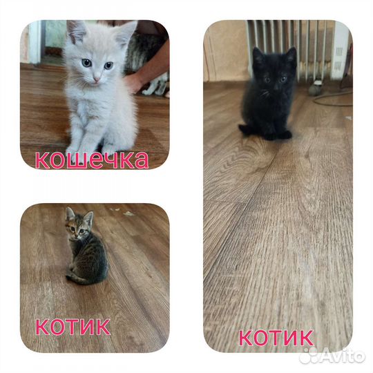 Кошка в дар бесплатно