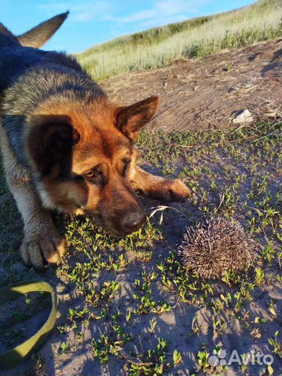 Немецкая овчарка вязка