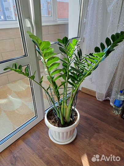 Замиокулькас