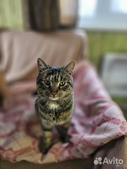 Кот в добрые руки