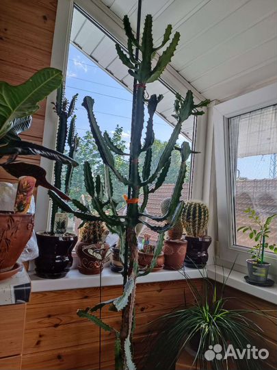 Фикус, молочай, замиокулькас, сансевьера