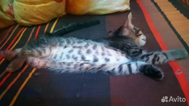 Котенок (мальчик)