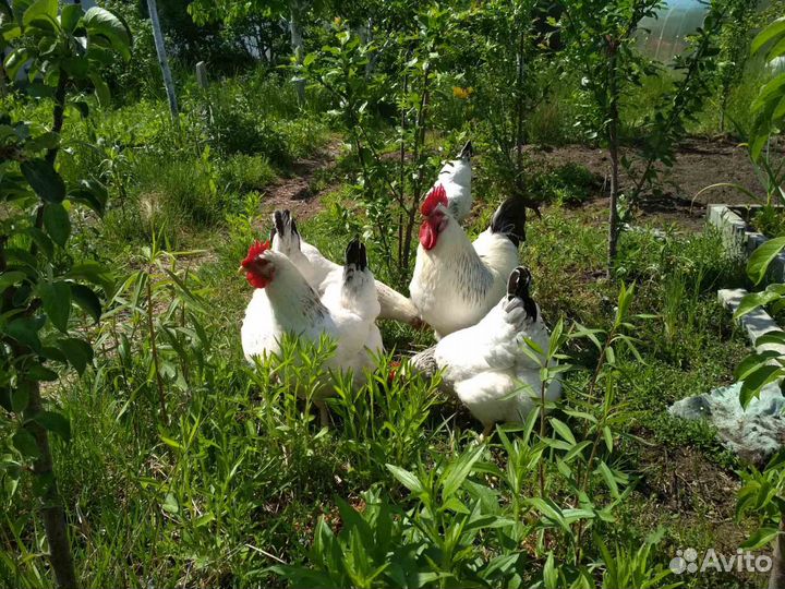 Домашние куриные яйца