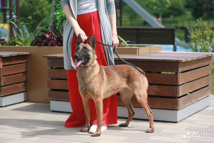 Бельгийская овчарка малинуа