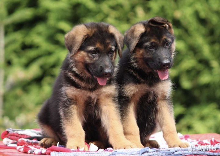 Настоящие немцы