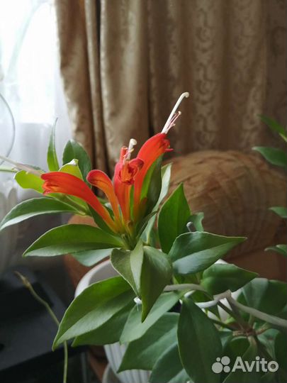 Эсхинантус Aeschynanthus obconicus