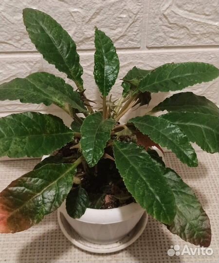 Альбука, дорстения, крестовник, Монадениум