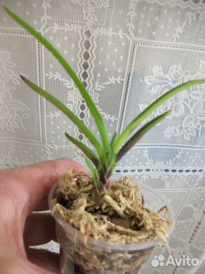 Орхидея Neofinetia falcata с розовыми цветочками