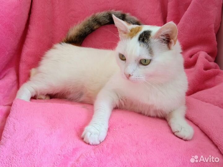 Белочка (приют)