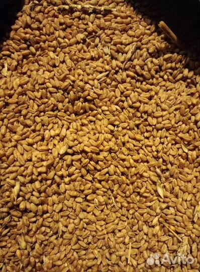 Зерно на корм