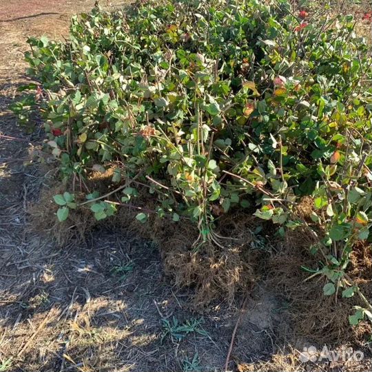 Саженцы ежевики и ежемалины большой выбор сортов